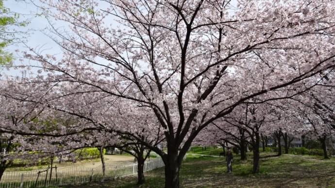 大仙公園の桜