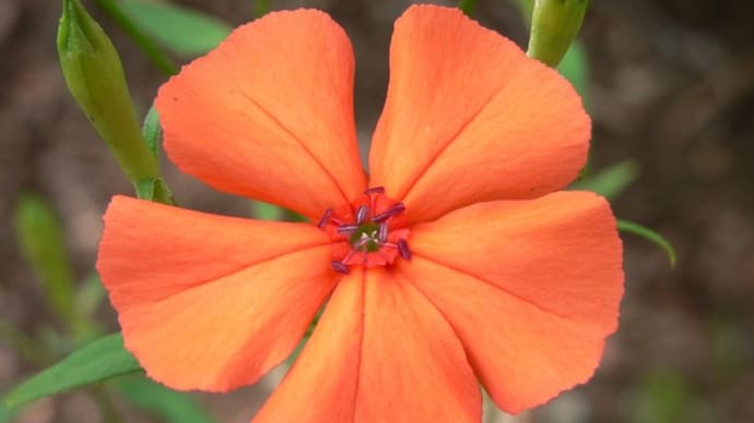 夏の花:節黒仙翁