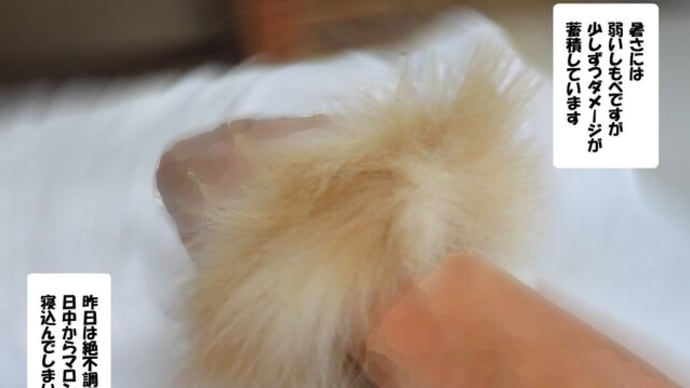 手首に巻きつくマロンのシッポ