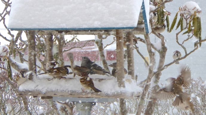 暴風雪の中を餌台に集まるツグミとスズメ