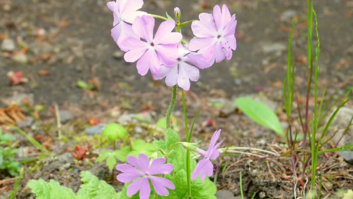 5月の・・・軽井沢植物園で・・・二ホンサクラソウを見た
