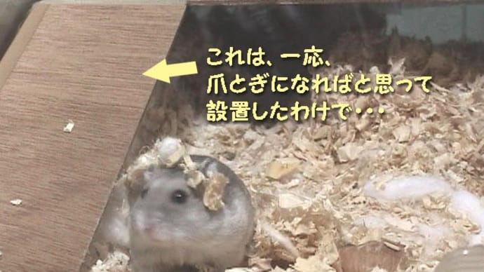 「爪とぎのイヤさも」って?