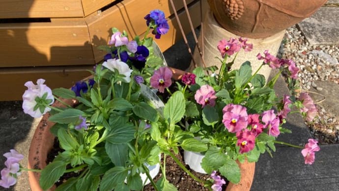 秋の寄せ植え