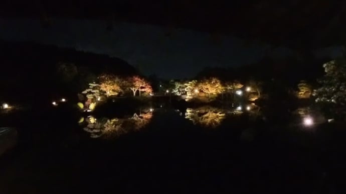 大仙公園 日本庭園ライトアップ(2024年11月16日)