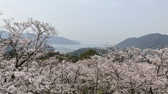 しまなみ海道のお花見～～開山公園＠愛媛県