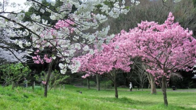 今日の桜はさくらの谷から展望台