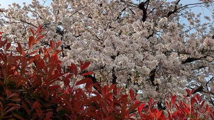 そろそろ葉桜に… ; ;
