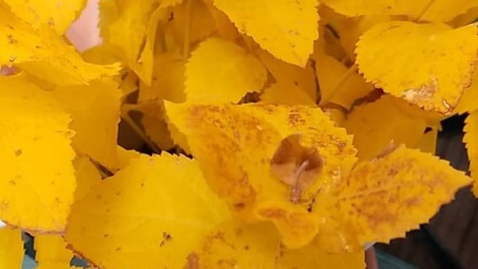 今週の芦屋教室ご案内