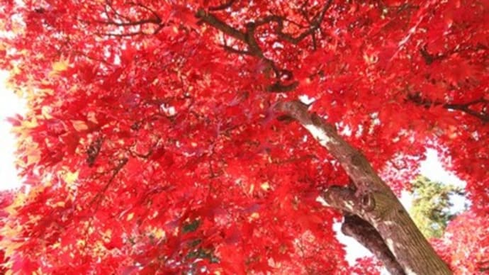 信州・長野　清水寺（せいすいじ）も紅葉人気スポットですヨ・・・・・・！