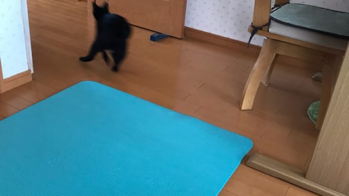 猫とネズミのおもちゃ