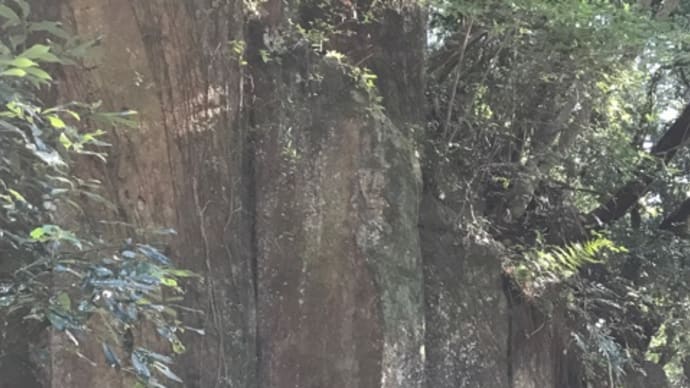 柱状節理