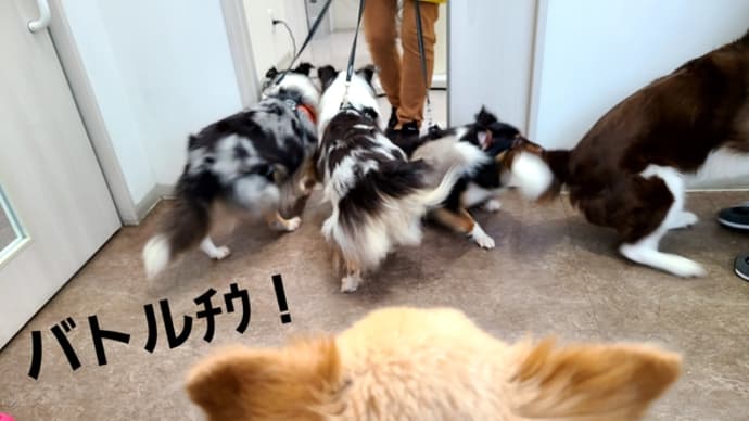 今日も病院で血取られました。