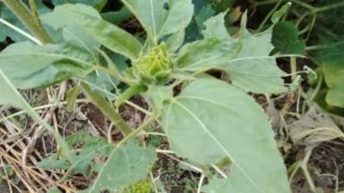 10月に植えたヒマワリ、1本だけ咲きました~~!