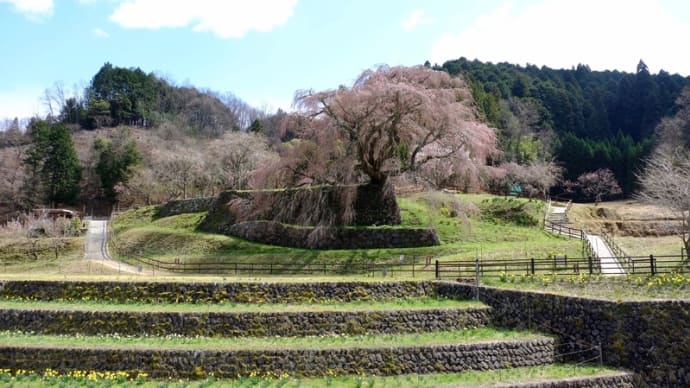 昨年の今頃は(又兵衛桜)