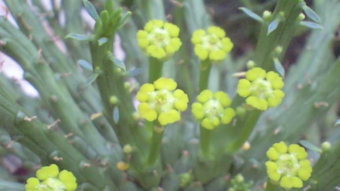 「孔雀丸」に2度目の花が