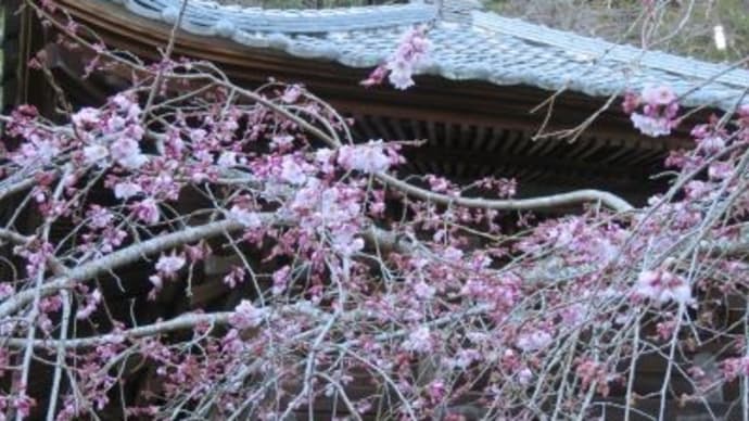 成願寺の枝垂れ桜そしてリコーダーの練習会