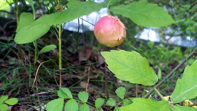 善光寺裏山の虫こぶ。ほか。