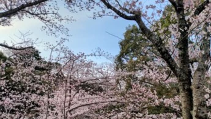 【水間寺(水間観音) / 水間公園】 『早朝ウォーキング』 “桜見物” 貝塚市