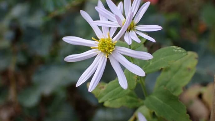 10月最後の日に見た花