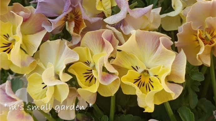 ふりふりビオラがモリモリ*ラックスの花芽*昭和の森公園