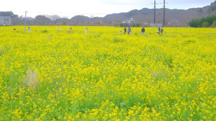 sakeの歩窓から(2度目のみなみの桜と菜の花まつり)