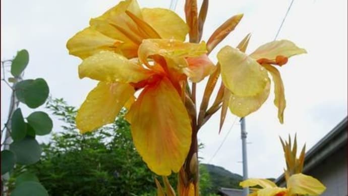 <今日の一枚>カンナ★ムスカリの育て方を知る