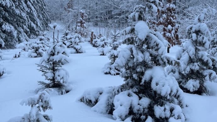 湿った雪のあと