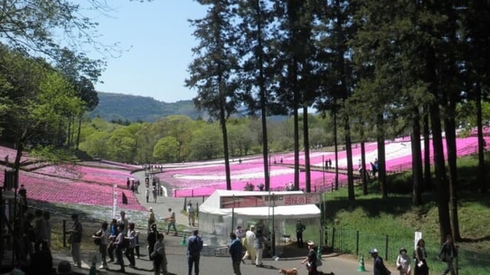 芝桜美しき羊山公園