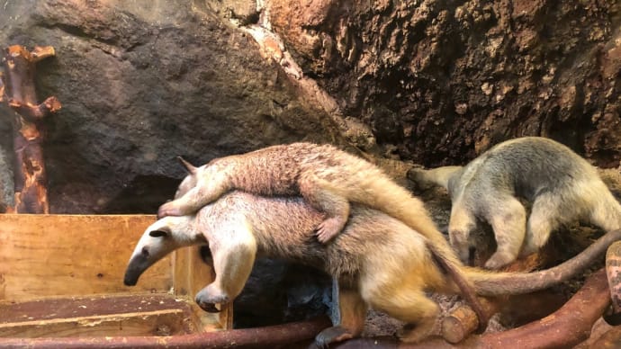 略してコンコルゲン、パヤパヤ♪