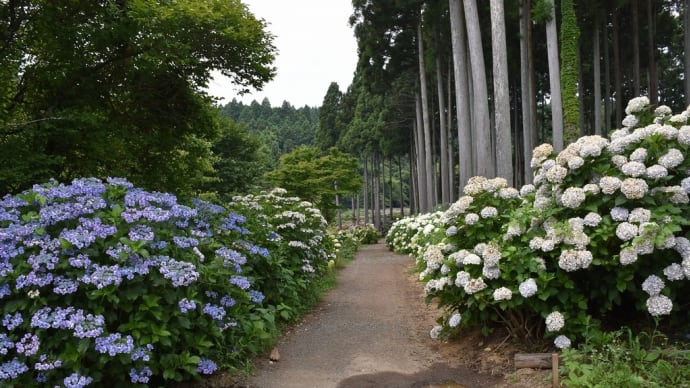 あじさい狩り 茨城県北茨城市華川町 北茨城あじさいの森:あじさい祭(1)見頃は過ぎてます6月中がお勧め