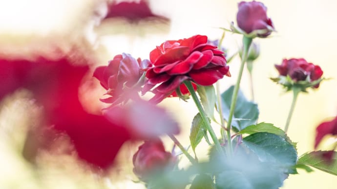 秋の薔薇:谷津バラ園(その2)