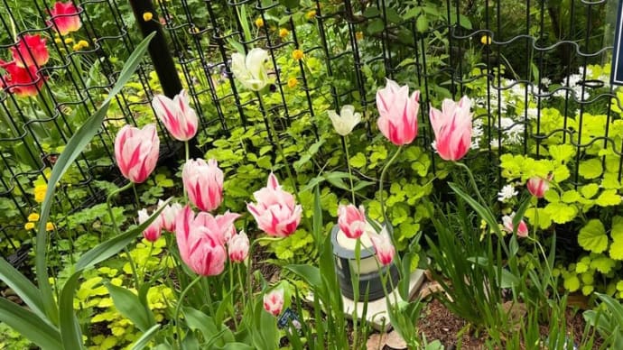 チューリップ🌷
