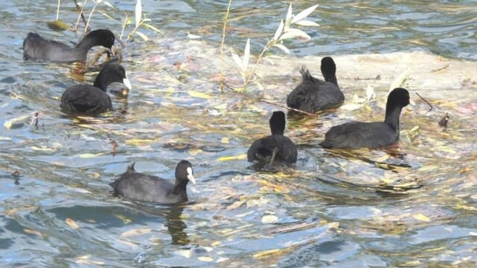淀川にも　池にも冬鳥の到来です　ミコアイサ（パンダガモ）　