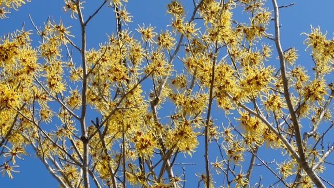 虫たちは黄色い花がお好き