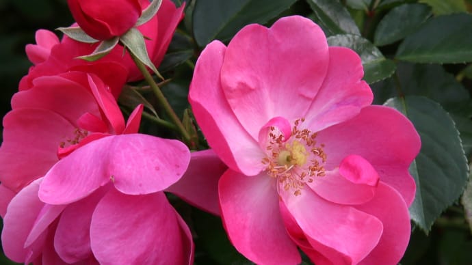 ロイズ本社の秋の薔薇7-3