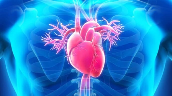 心臓は自らの力で治癒できる可能性がある? 最新研究が示す新たな希望