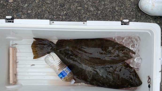 26日・釣果