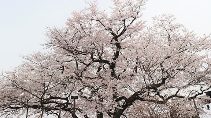 大光寺　桜、さくら