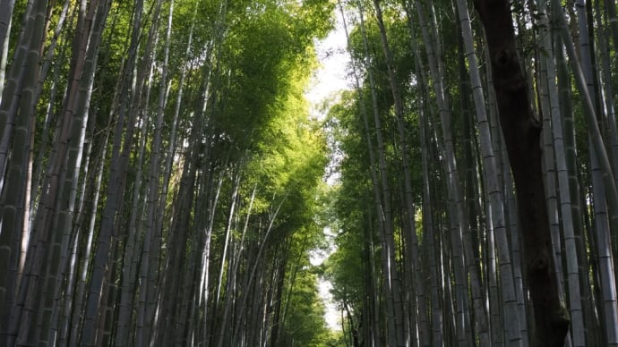 嵐山・嵯峨野で桜見物（PartⅡ）