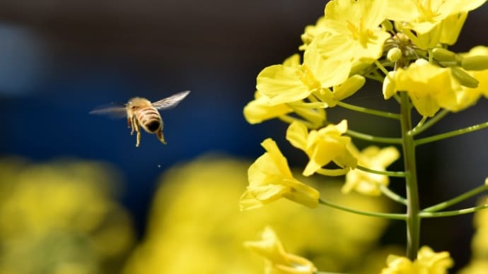 マイクロレンズで虫を撮る・・・