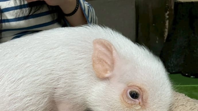 マイクロブタのカフェ♪