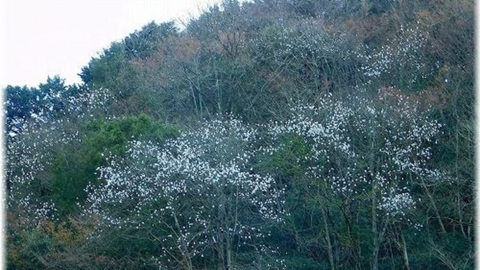 こぶしの花