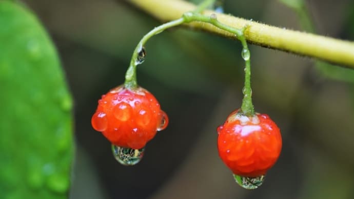 ヒヨドリジョウゴの実とクコの花(赤塚植物園 2021.8.16撮影)