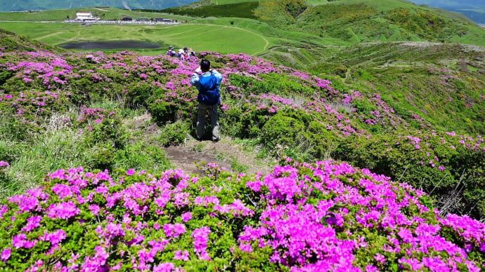 阿蘇 烏帽子岳のミヤマキリシマ 開花、ピンクのジュウタン でした。
