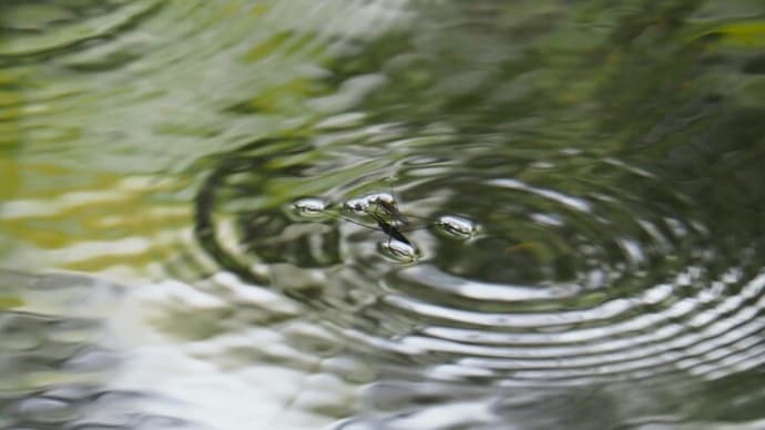 湿性花園の池で