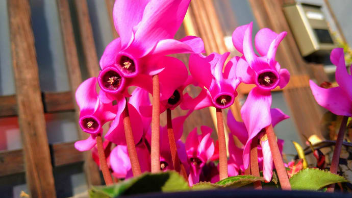 冬の花「シクラメン」、どうしても撮りたかった…