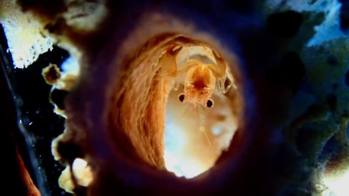 石橋最新生物事情2025/01/31[w/pics]