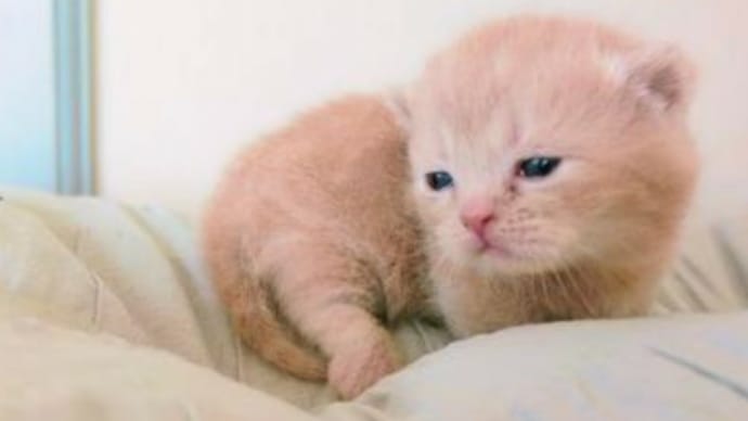 おはようございます(о´∀`о)