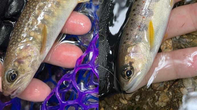 昨日ルアー🎣釣果🤗💖