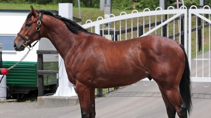 【テラステラ】ゲート試験合格、8/6札幌 芝1200m戦デビューへ!